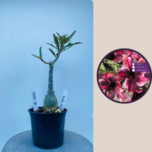 2009 - 18 - Barbie Girl