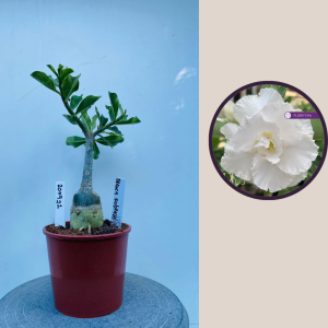 2009 - 21 - Branca Dodrada