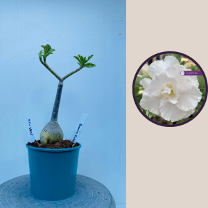 2009 - 22 - Branca Dobrada