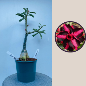 2009 - 28 - Black Lady