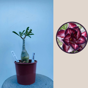 2009 - 26 - Black Amarillys