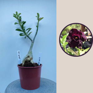 2009 - 25 - Black Evil