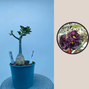 2009 - 24 - Berijela