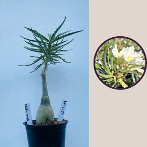 2009 - 38 - Crispum White