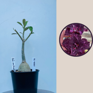 2009 - 36 - Ceu Estrelado