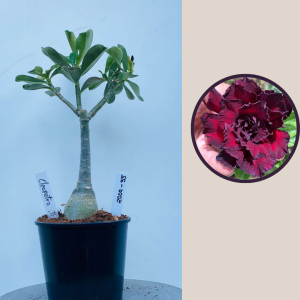 2009 - 35 - Cléopatra