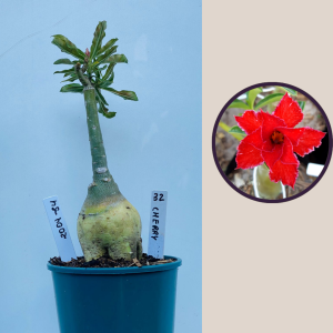 2009 - 34 - Cherry Red