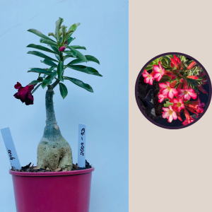 2009 - 33 - Cristata pink