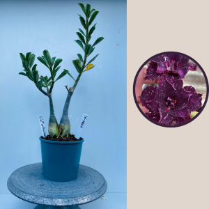 2009 - 31 - Ceu estrelado