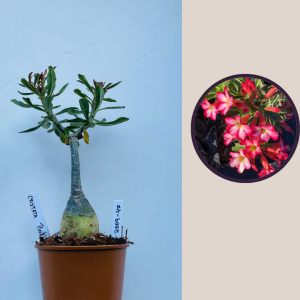 2009 - 47 - Cristata pink