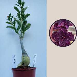 2009 - 46 - Ceu Estrelado