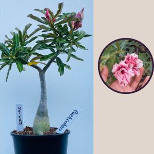 2009 - 45 - Cachinhos