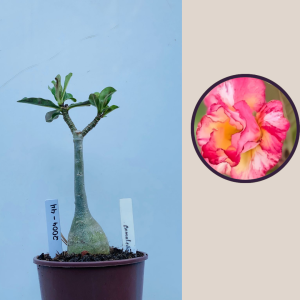 2009 - 44 - Camaleão