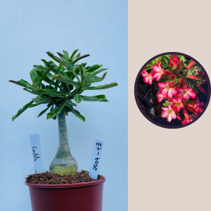 2009 - 43 - Cristata