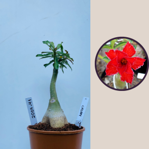 2009 - 41 - Cherry Red