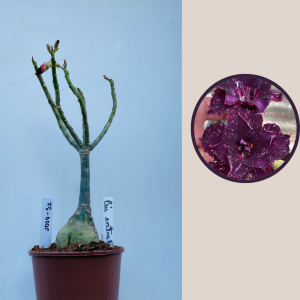 2009 - 52 - Ceu Estrelado