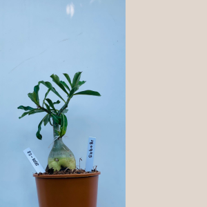 2009 - 53 - Sem identificação