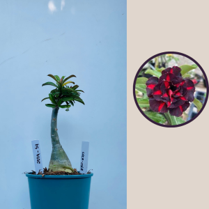 2009 - 54 - Coca Cola