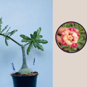 2009 - 55 - Camaleoa