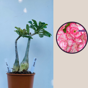 2009 - 56 - Chibi Maruko