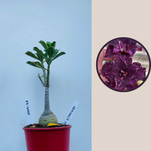 2009 - 57 - Ceu Estrelado