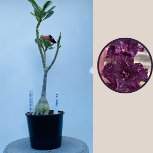 2009 - 58 - Ceu Estrelado