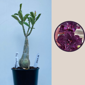 2009 - 59 - Ceu Estrelado