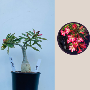 2009 - 61 - Cristata