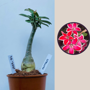 2009 - 78 - Estrelinha