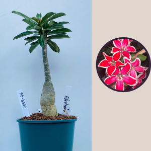 2009 - 76 - Estrelinha