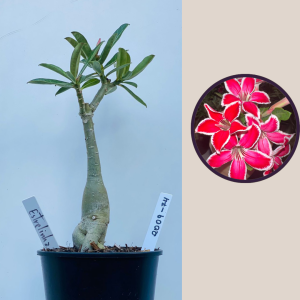 2009 - 74 - Estrelinha