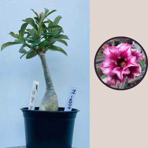 2009 - 72 - double Blue Boy