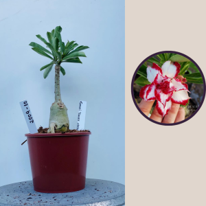 2009 - 80 - Ferrari Caudex Arabicum