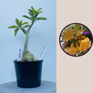 2009 - 84 - Gold Buque