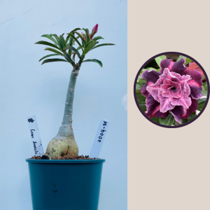 2009 - 86 - Grape Amarilys