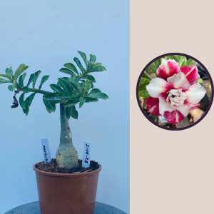 2109- 28 - Mangosteen