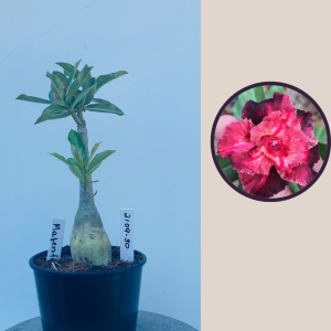 2109- 30 - Majestade