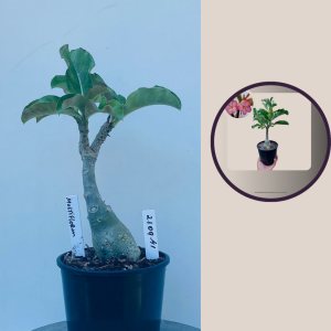 2109- 41 - Multiflorum