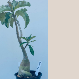 2109- 57 - Multiflorum