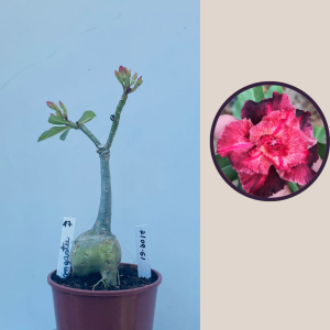 2109- 51 - Mangosteen