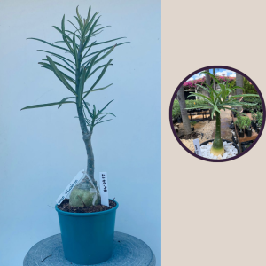 2109- 48 - Nova Tanzânia