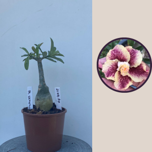 2109- 47 - Minina Veneno