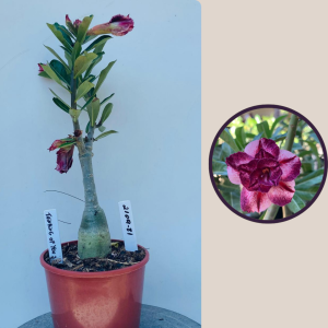 2109- 81 - Thinking Of You