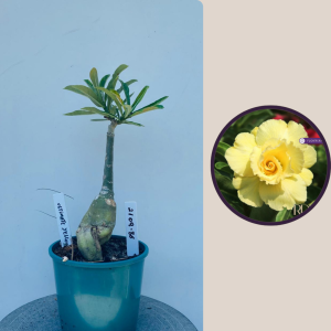 2109- 86 - Ultimate Yellow