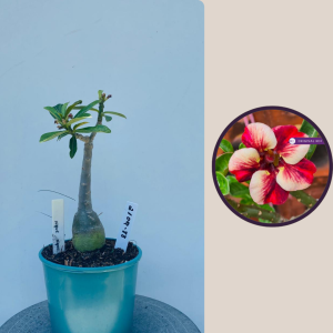 2109- 88 - xique-xique