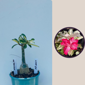 2109- 92 - Variegata Porcelana