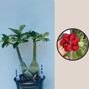 2109- 94 - Variegata 500