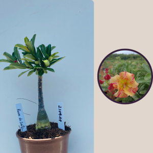 2109- 99 - Raizes do Sertão