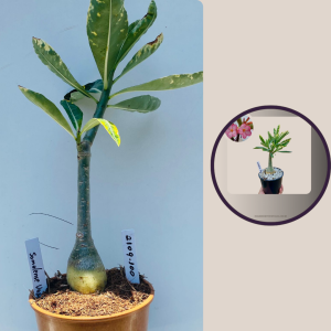 2109- 100 - Somalense Variegata