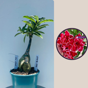 2109- 102 - Red Cloak